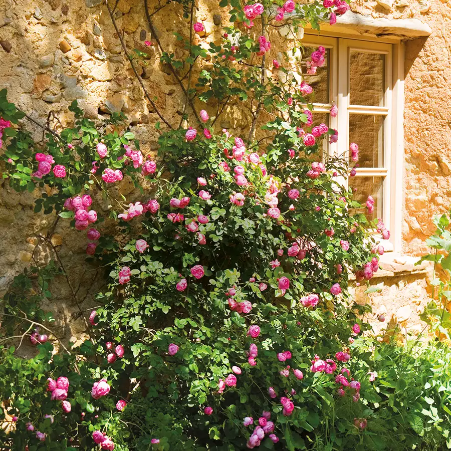 Si quieres que tu jardín rebose en rosas en primavera, así es cómo debes podar tu rosal en la primera helada del otoño