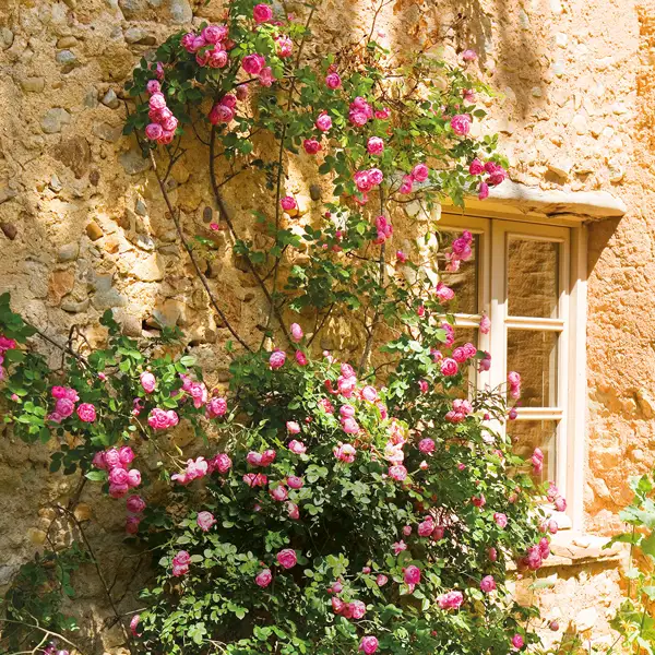 Así es cómo debes podar tu rosal este otoño para multiplicar sus flores la próxima primavera