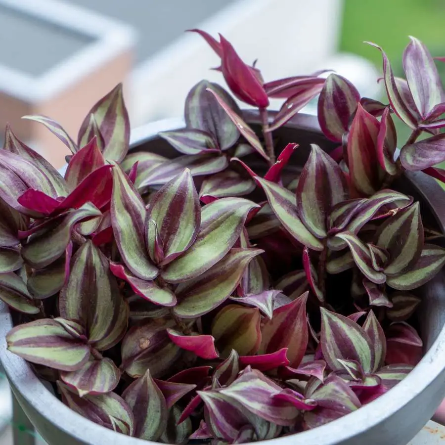 Tradescantia zebrina