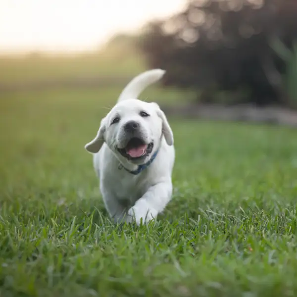 446 nombres para perritas hembra de todos los estilos y para todos los tamaños