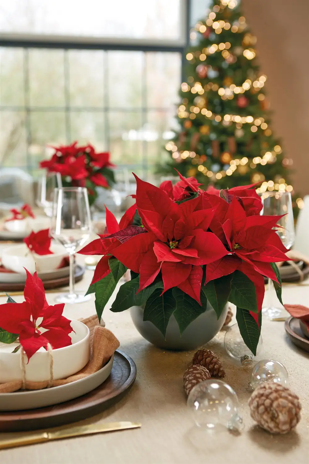 2020_poinsettia_05100_Christmas_Romance_03