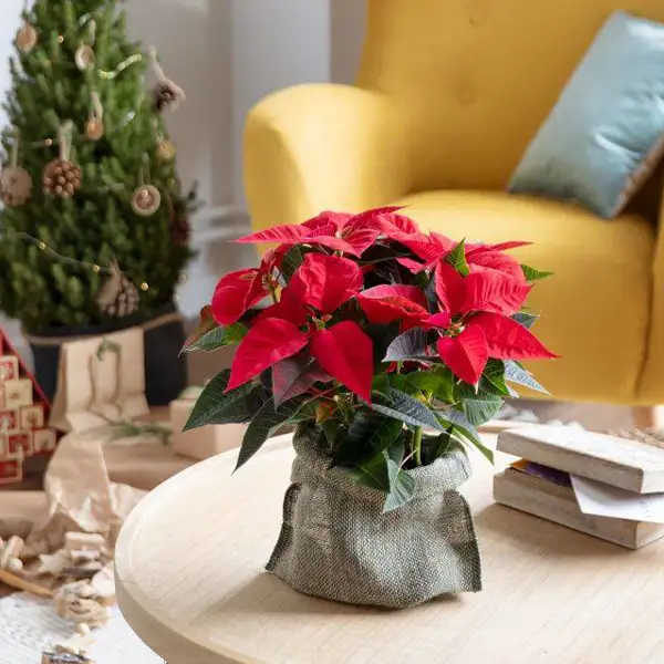 Natalia Sáez de @enabrilhojasmil nos cuenta cómo hacer que la flor de Pascua esté roja, roja en Navidad