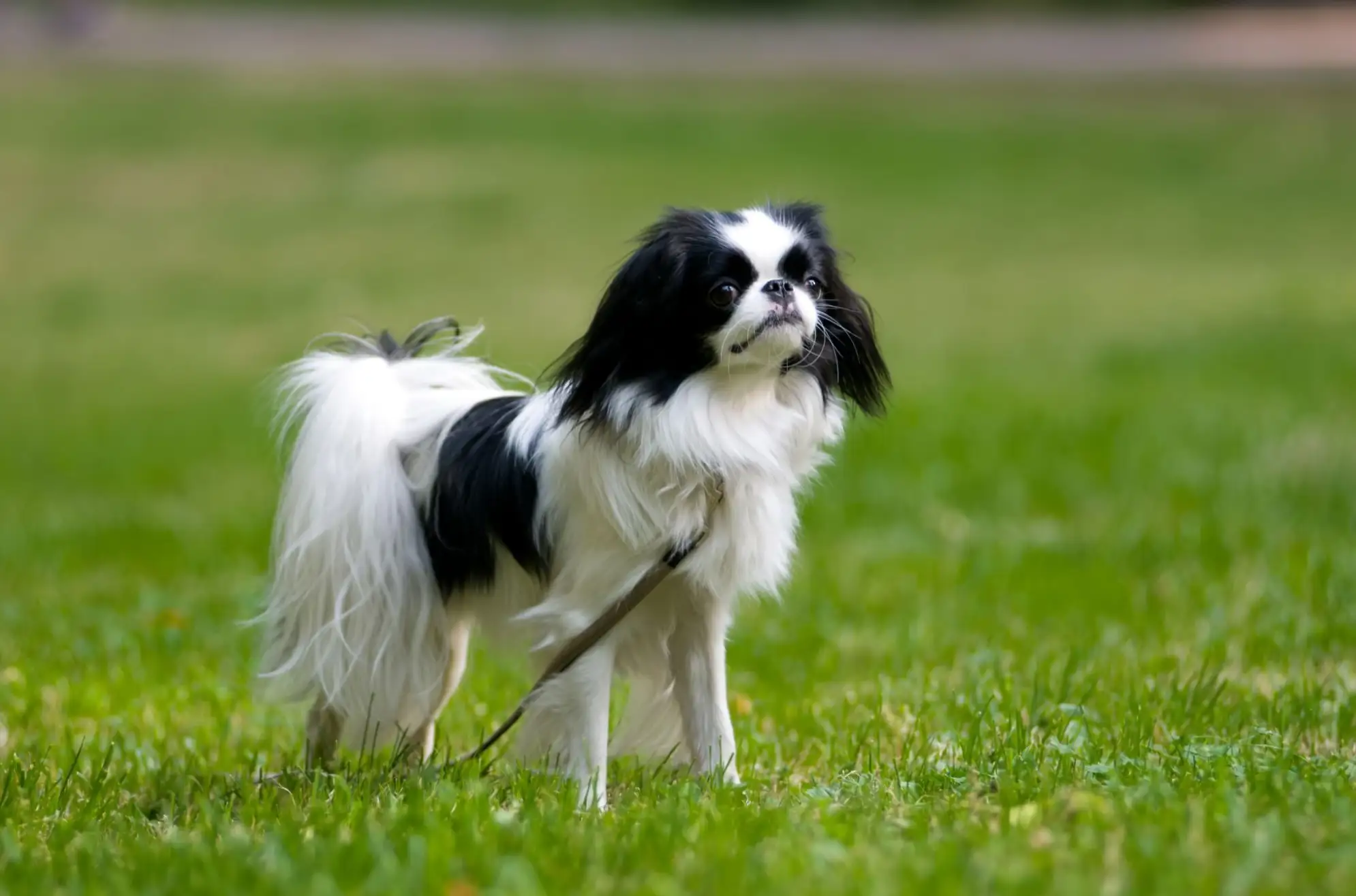 Perro de raza spaniel japonés.