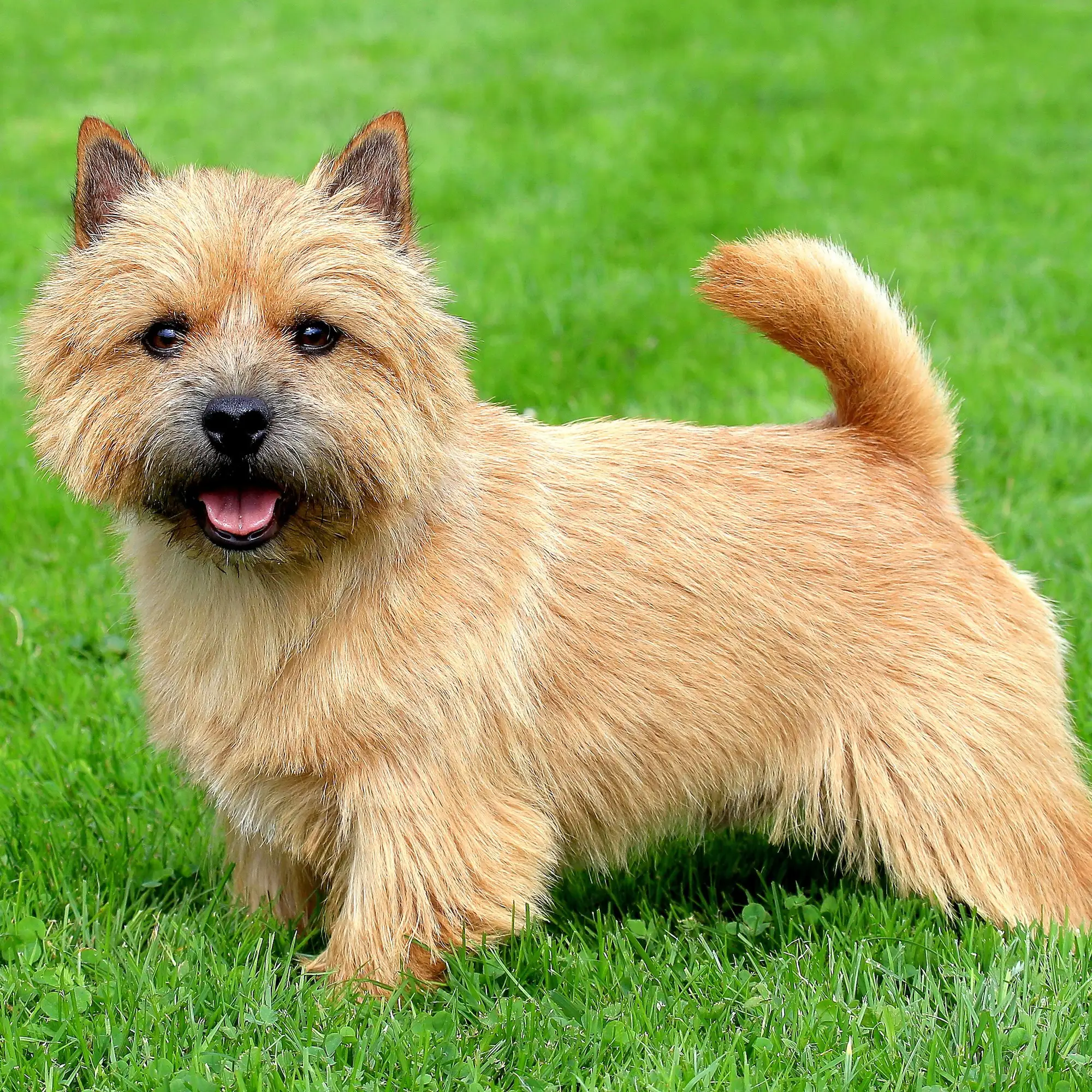 Terrier de norwich