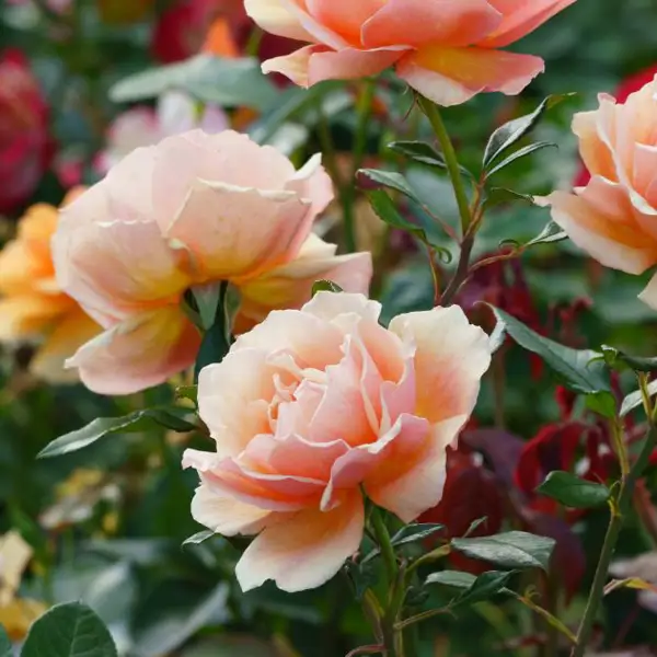 Calendario de podas: estas son las plantas que SÍ o SÍ se deben podar en otoño para disfrutarlas luego en su mayor esplendor