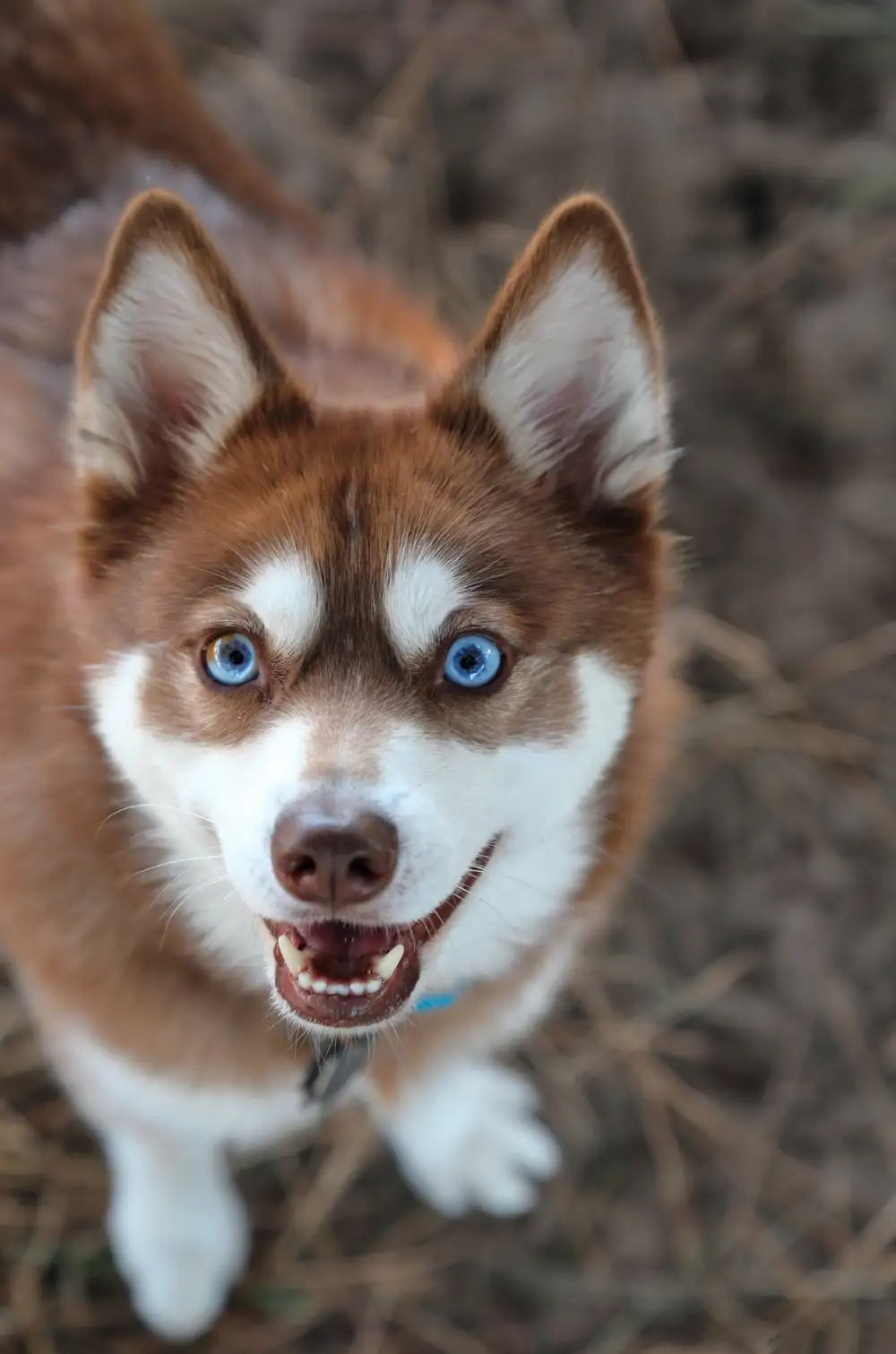 Alaskan klee kai