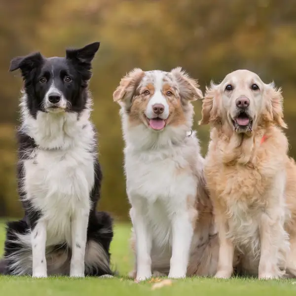 Grupo de perros