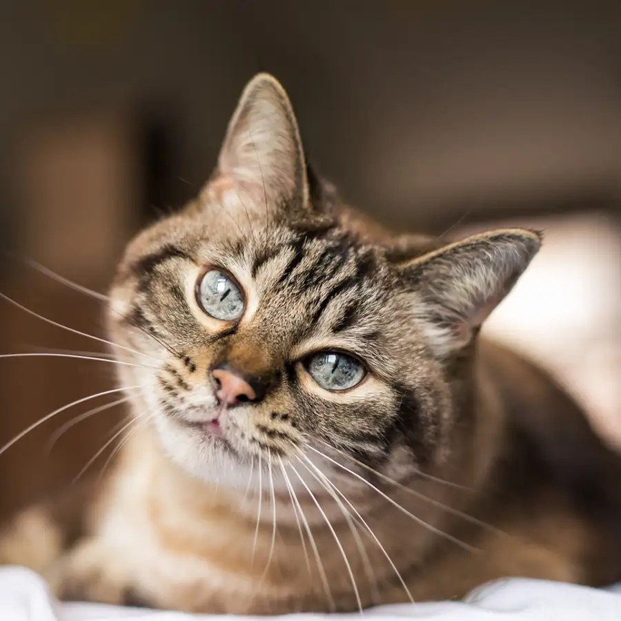 Gata con ojos azules