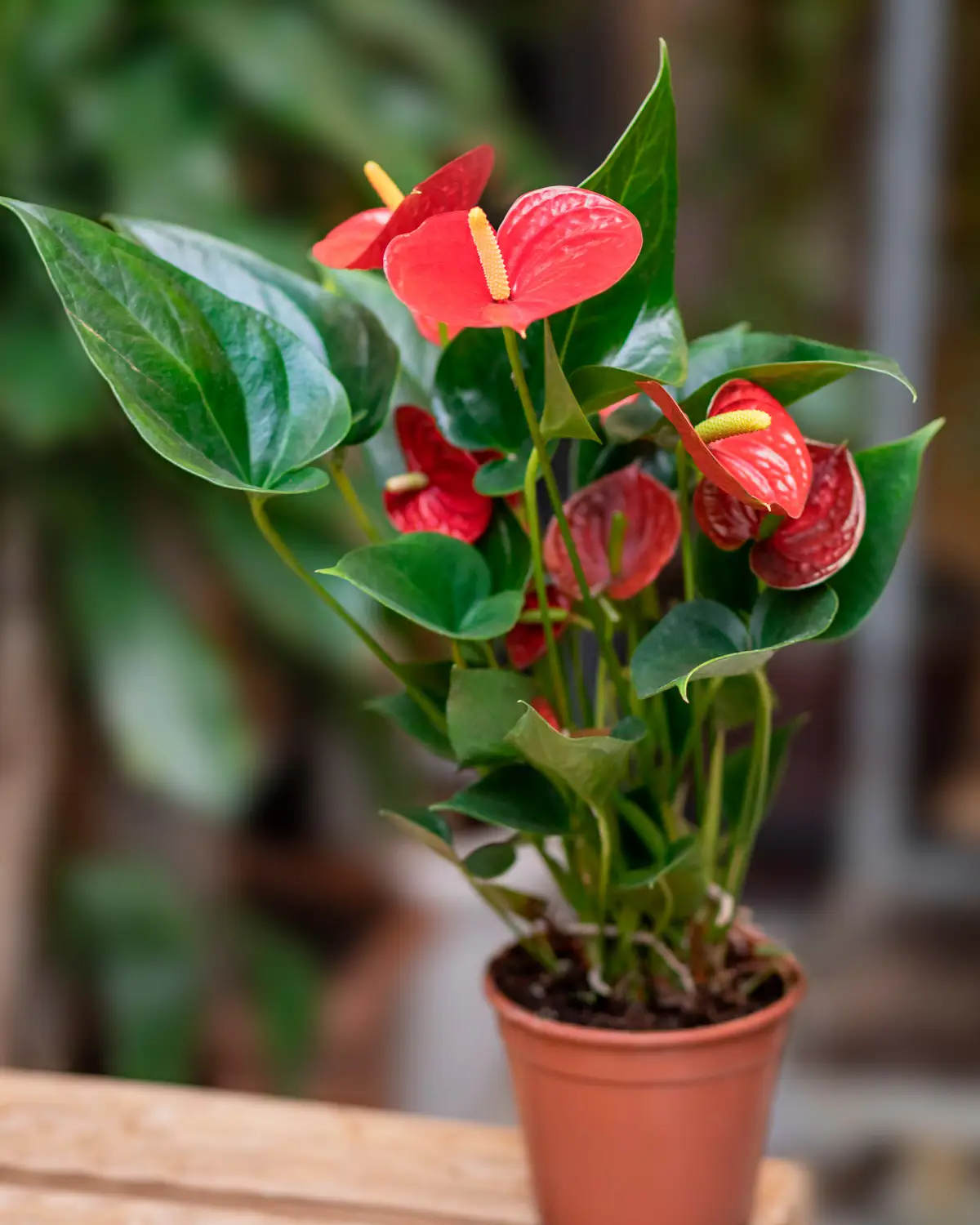 plantas rojas terraza navideña