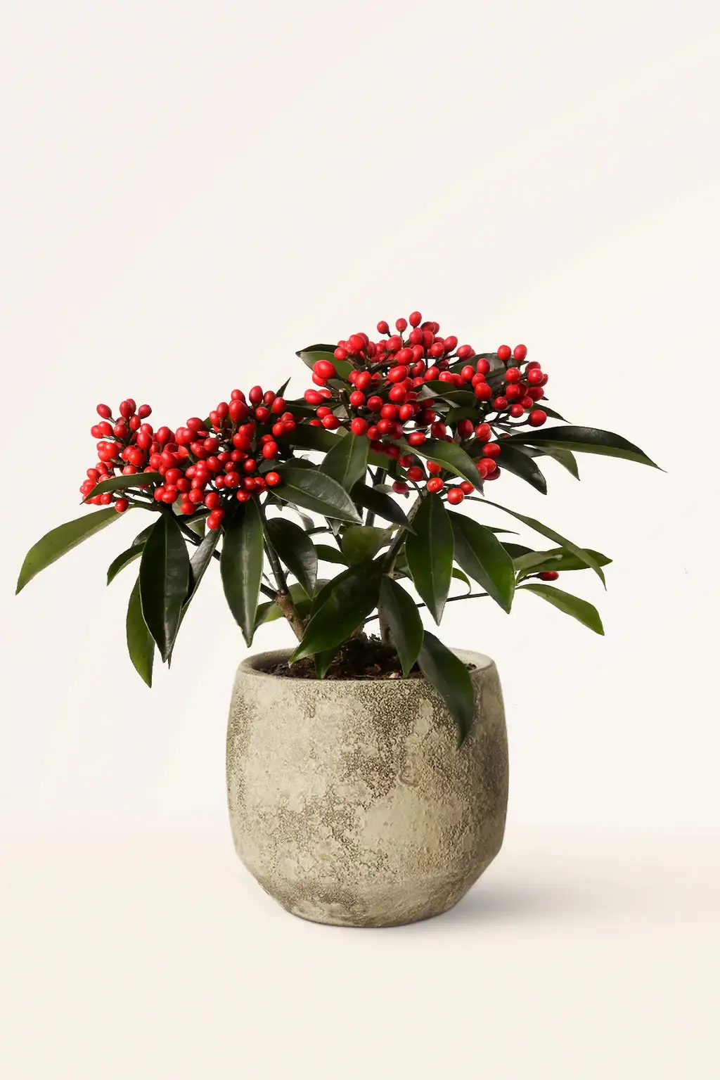 plantas Skimmia japonica