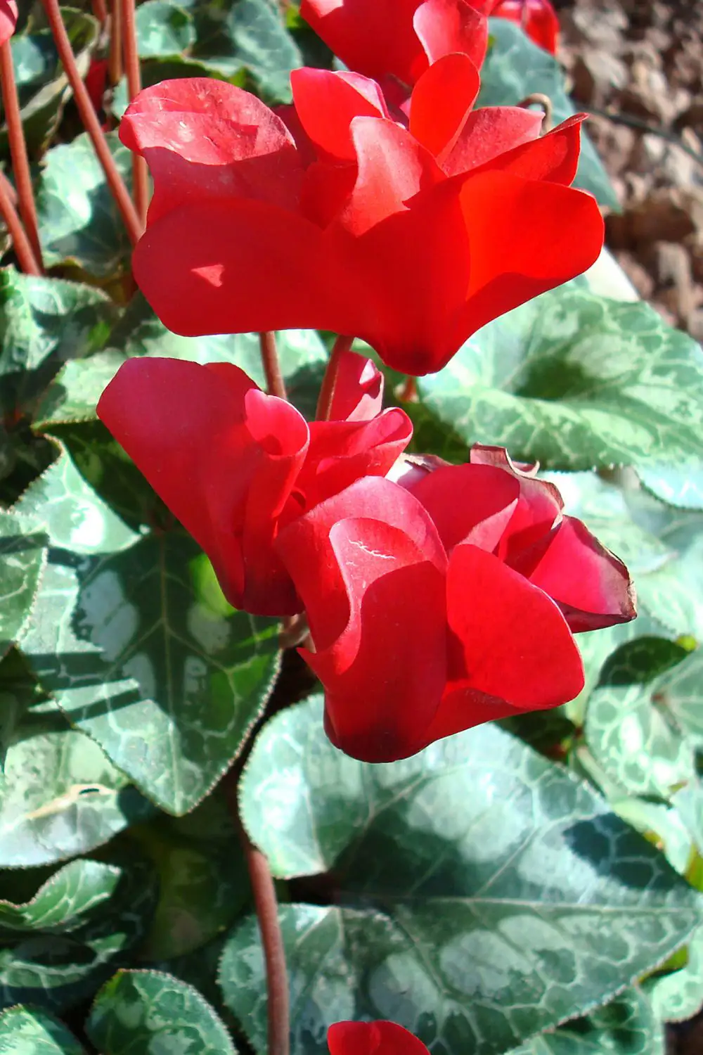 plantas rojas terraza navideña ciclamen