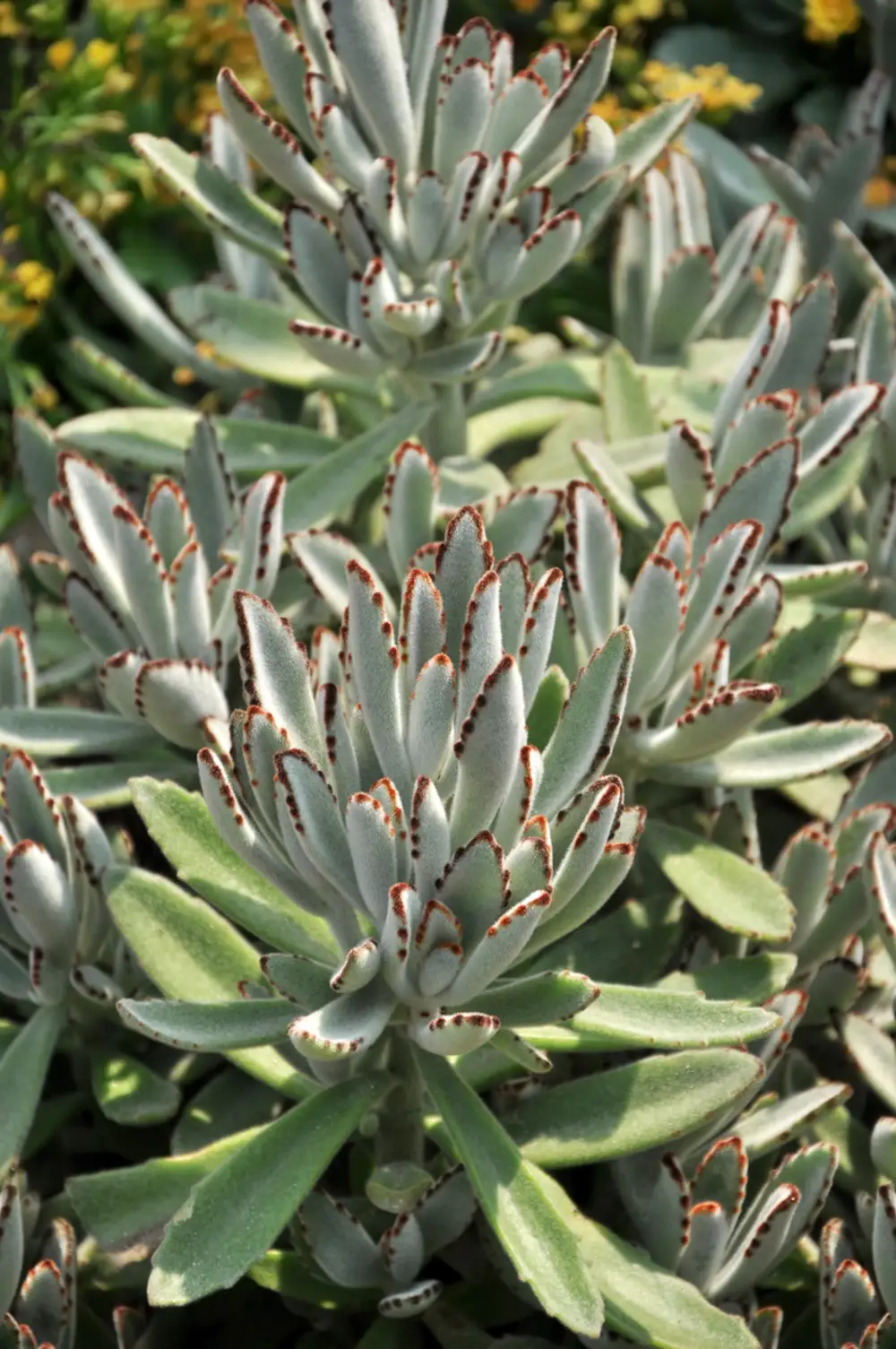 kalanchoe tormentosa planta