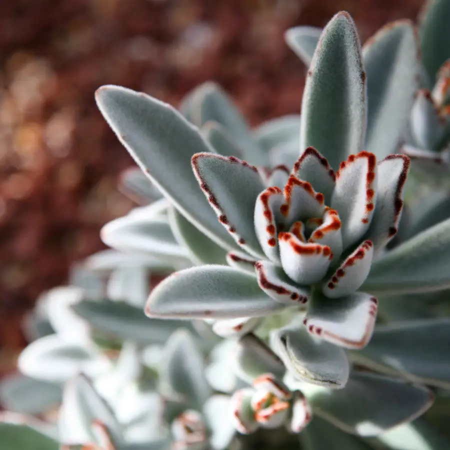 kalanchoe tormentosa