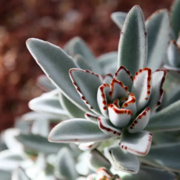 Kalanchoe tomentosa: así es la planta de interior apta para principiantes y con pocos cuidados