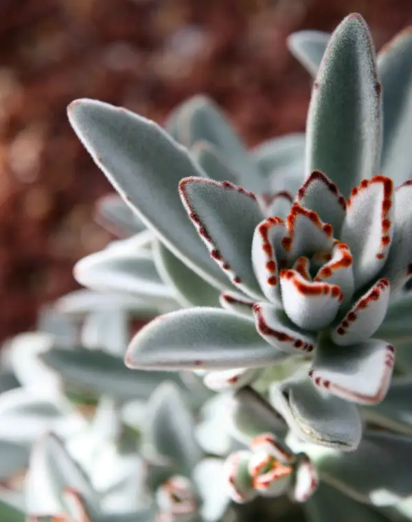 Kalanchoe tomentosa: así es la planta de interior apta para principiantes y con pocos cuidados