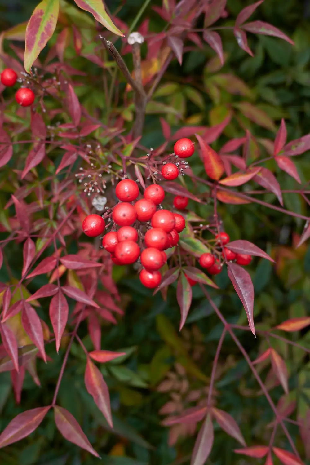 plantas rojas nandina terraza navideña