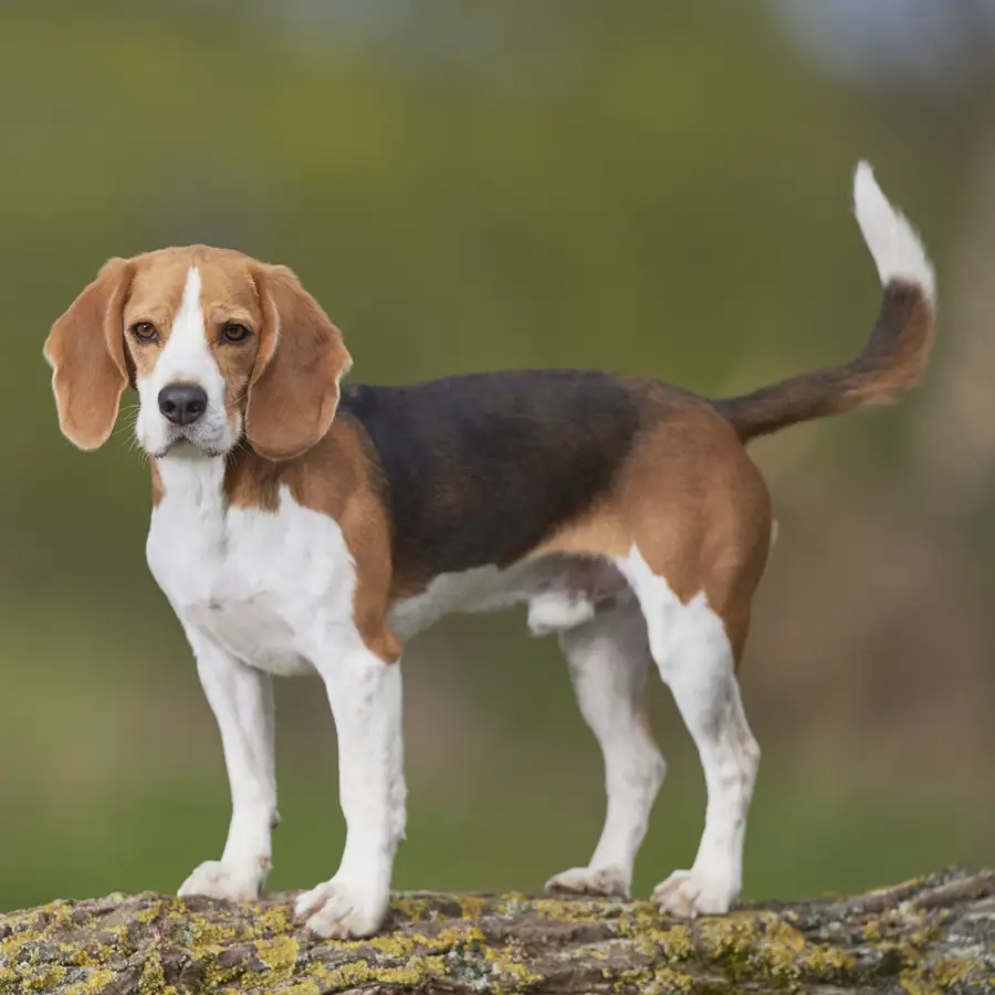 Perro de caza Beagle