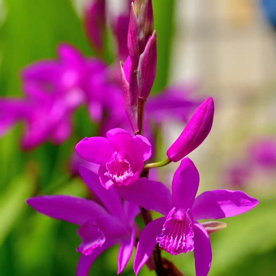 Bletilla striata magenta flor orquidea