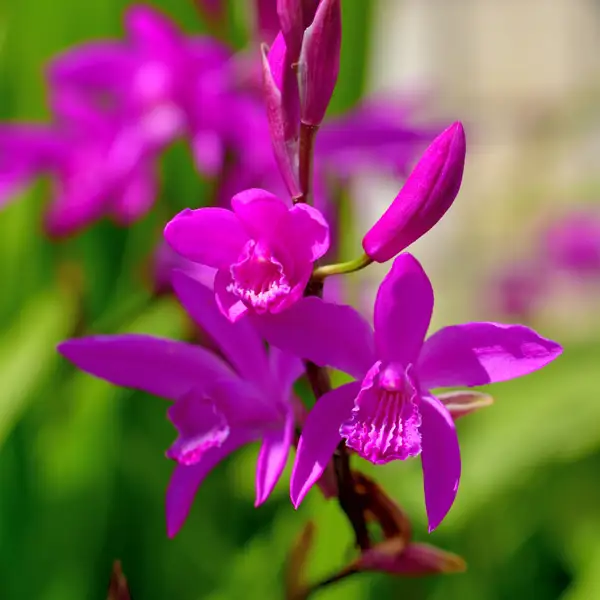 Bletilla striata, así es la orquídea de jardín más resistente para añadir en el exterior