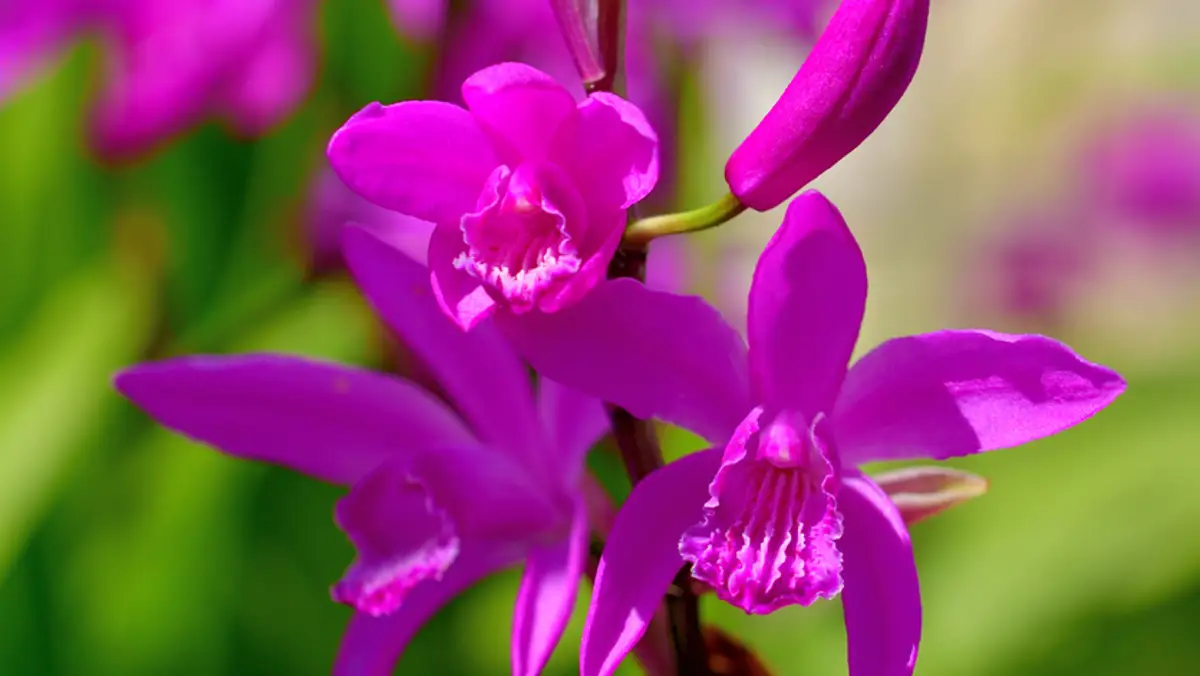 Bletilla striata, así es la orquídea de jardín más resistente para añadir en el exterior