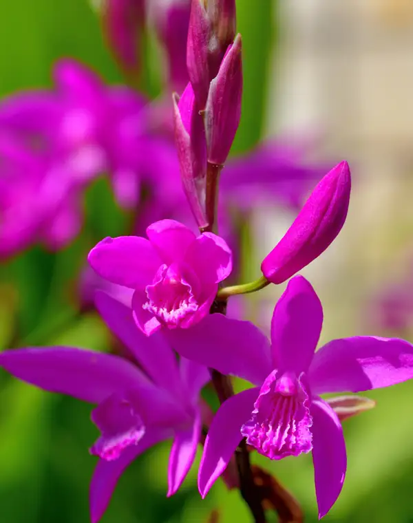 Bletilla striata, así es la orquídea de jardín más resistente para añadir en el exterior