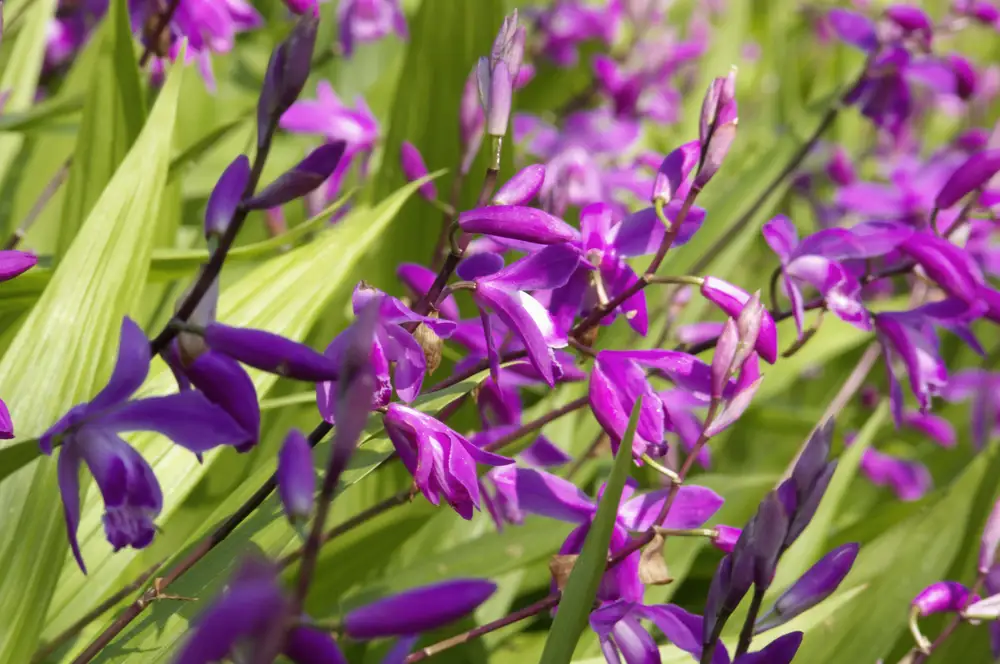 Bletilla striata