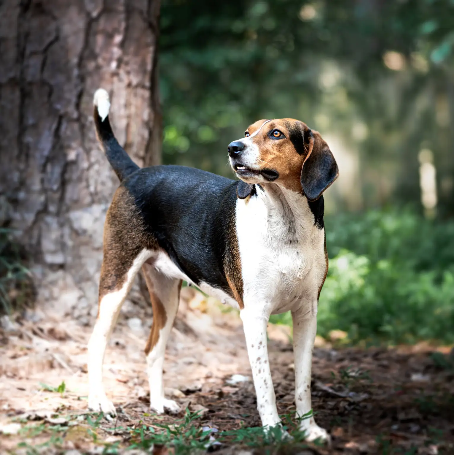 Coonhound