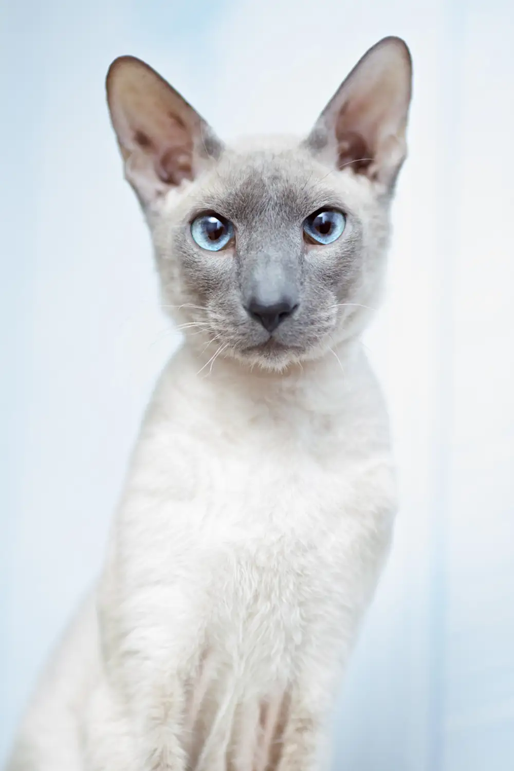 Peterbald