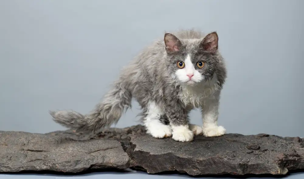 Selkirk rex