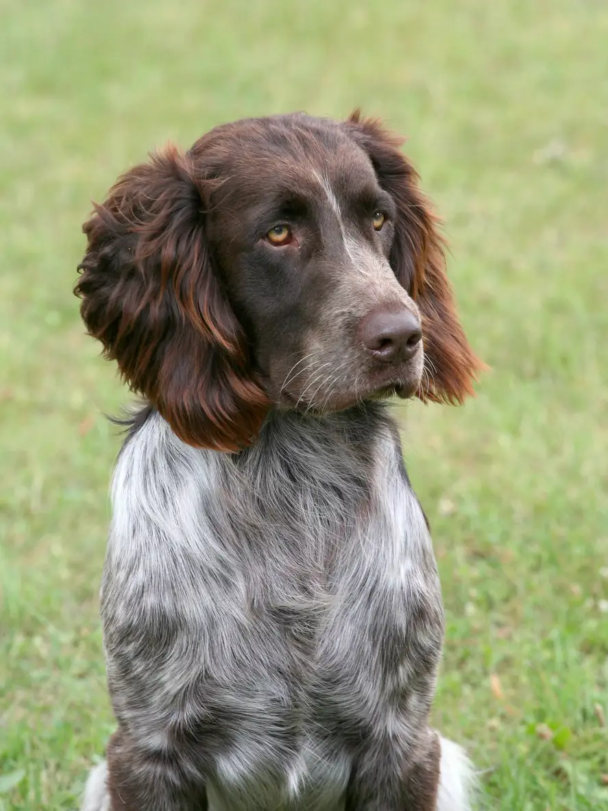 Spaniel Picardo