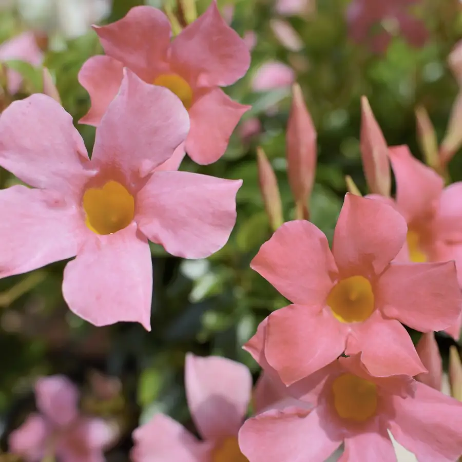 dipladenia mandevilla