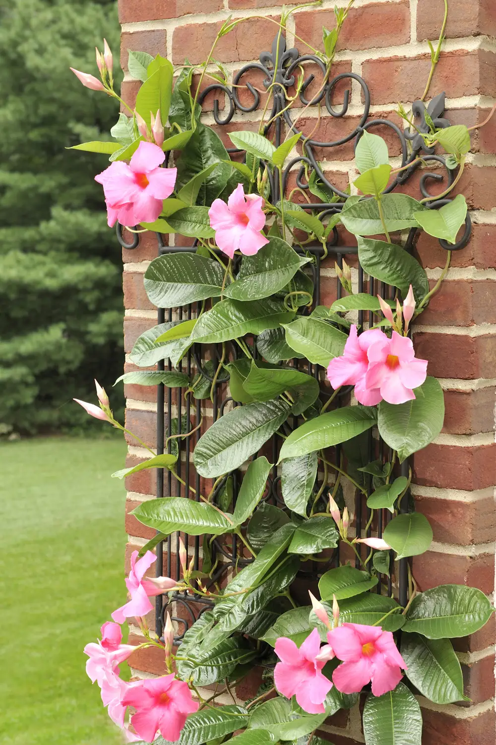 dipladenia planta trepadora mandevilla