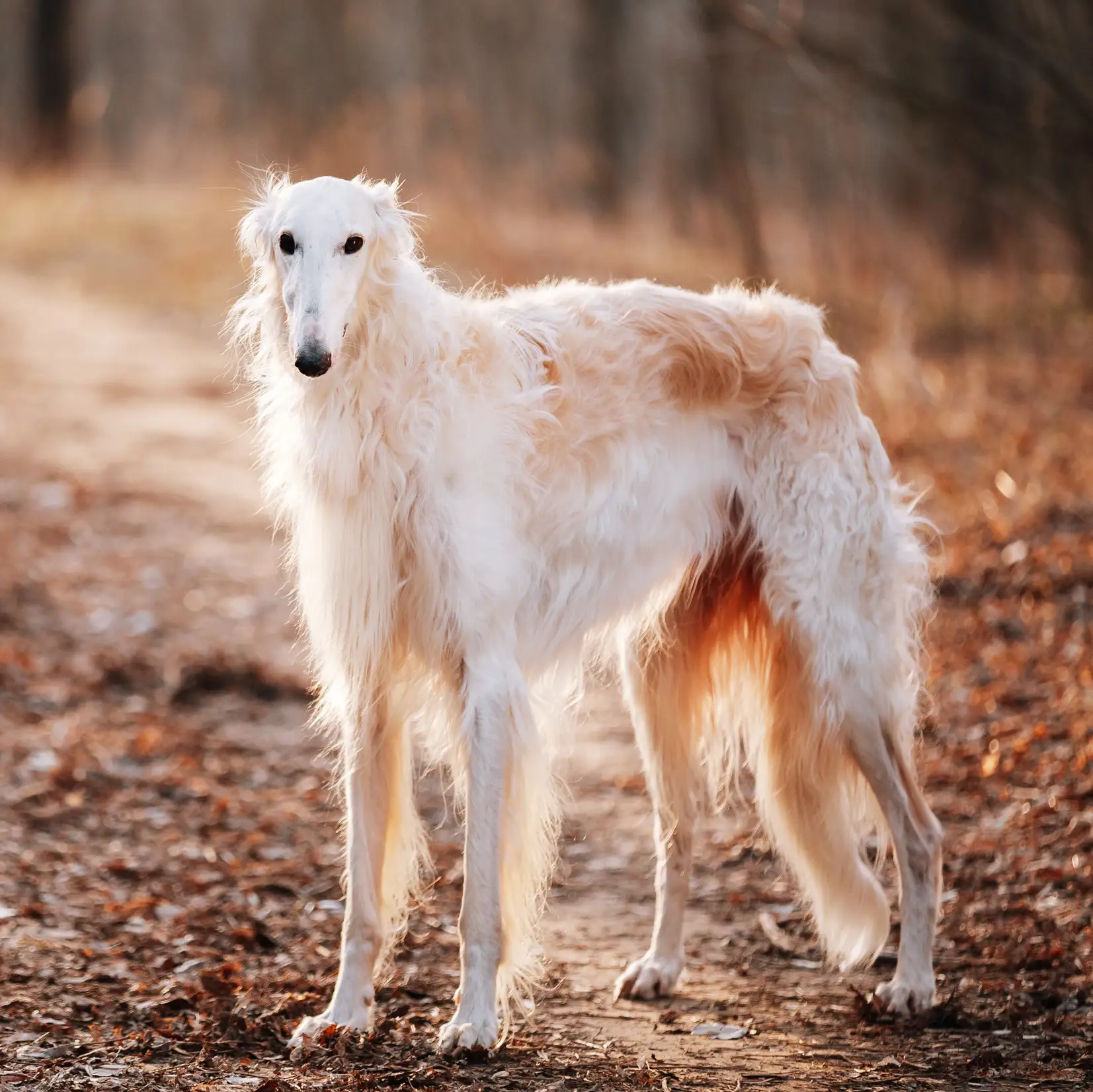 Borzoi