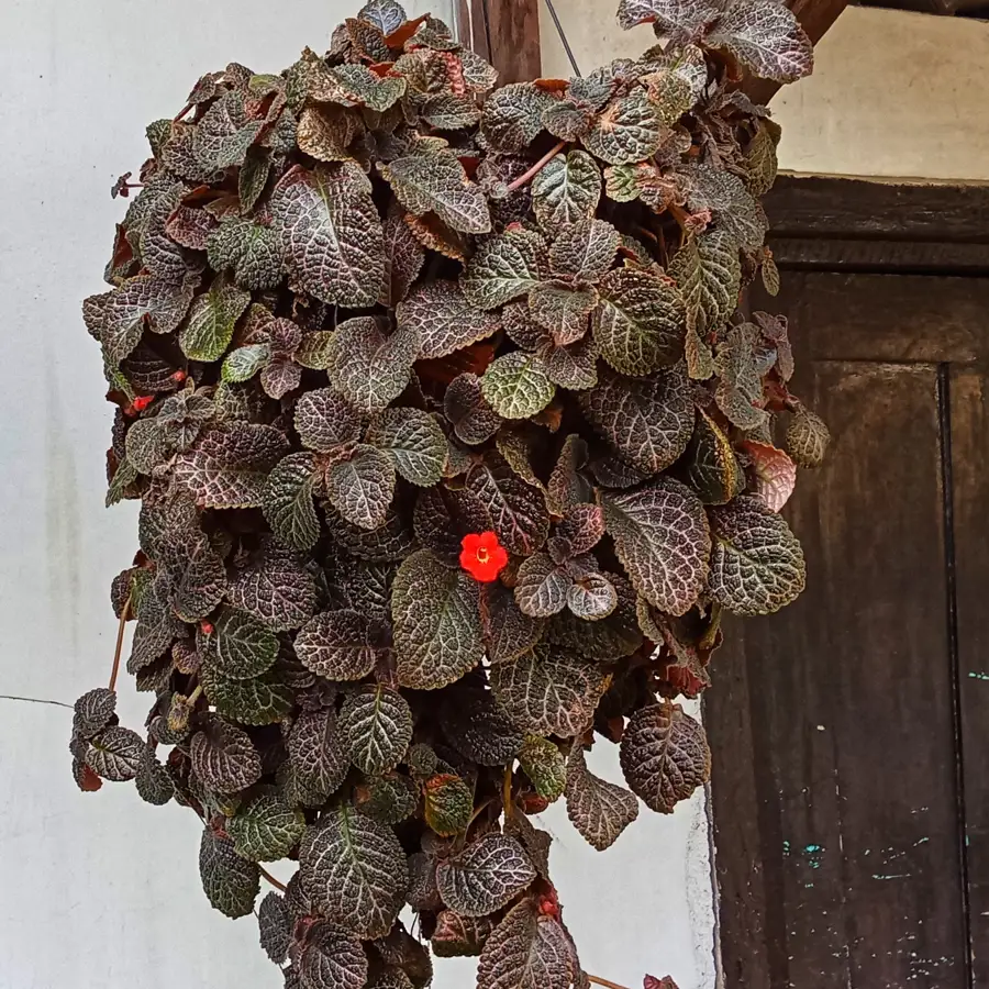 episcia