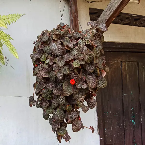 Planta de terciopelo o episcia: así es la planta trepadora que versiona a la clásica violeta