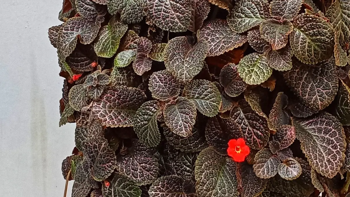 Planta de terciopelo o episcia: así es la planta trepadora que versiona a la clásica violeta