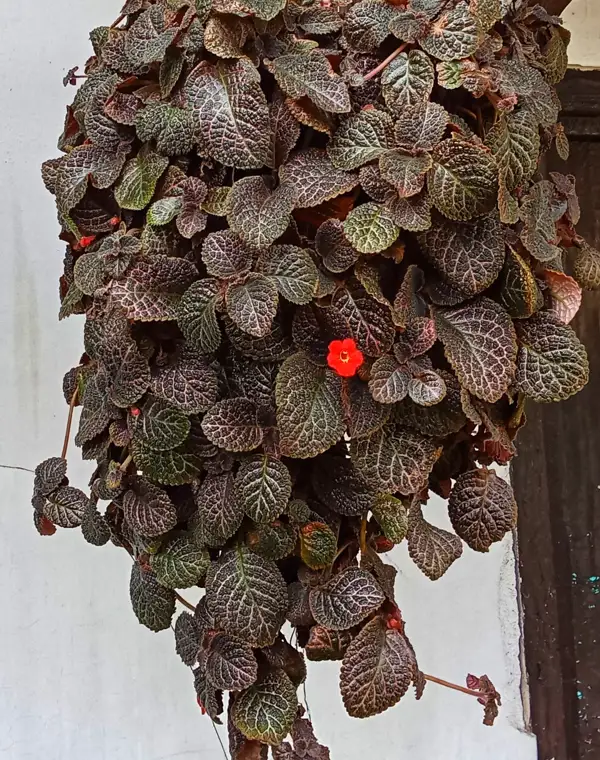 Planta de terciopelo o episcia: así es la planta trepadora que versiona a la clásica violeta