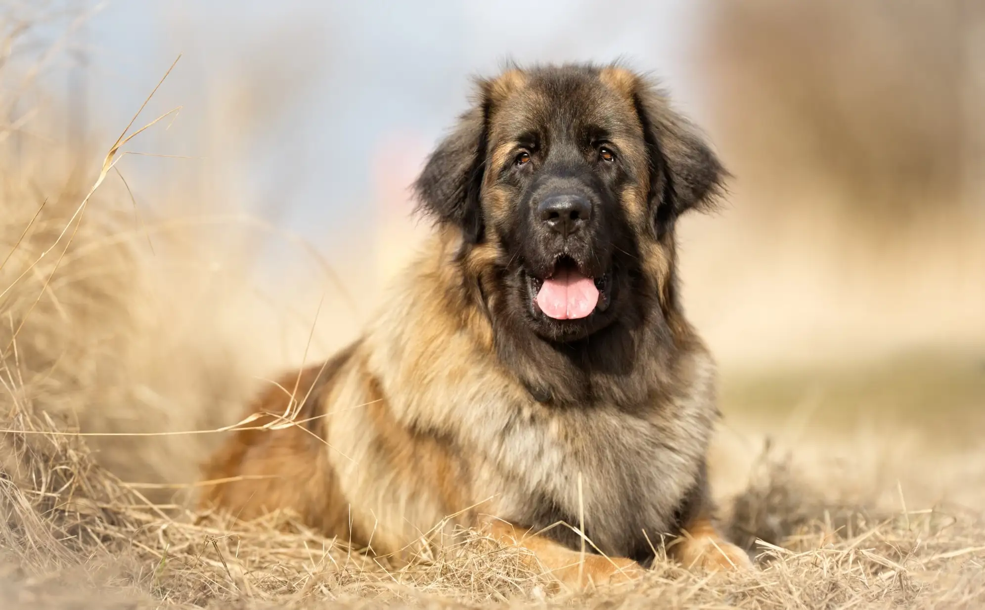 Leonberger