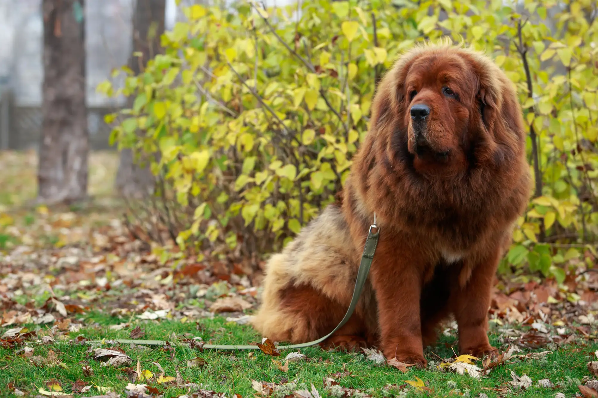 Mastín tibetano