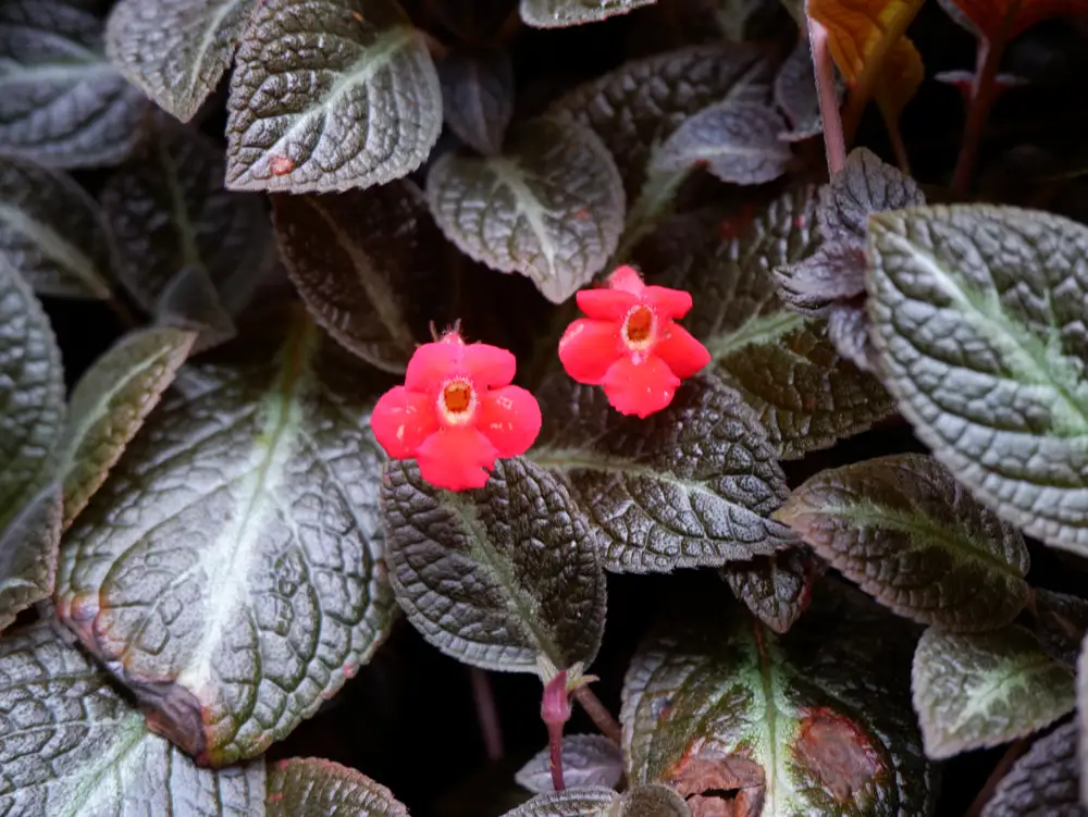 planta terciopelo flor