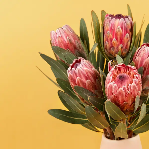 La protea, la planta con formas muy diferentes, todas ellas muy distintas y exóticas