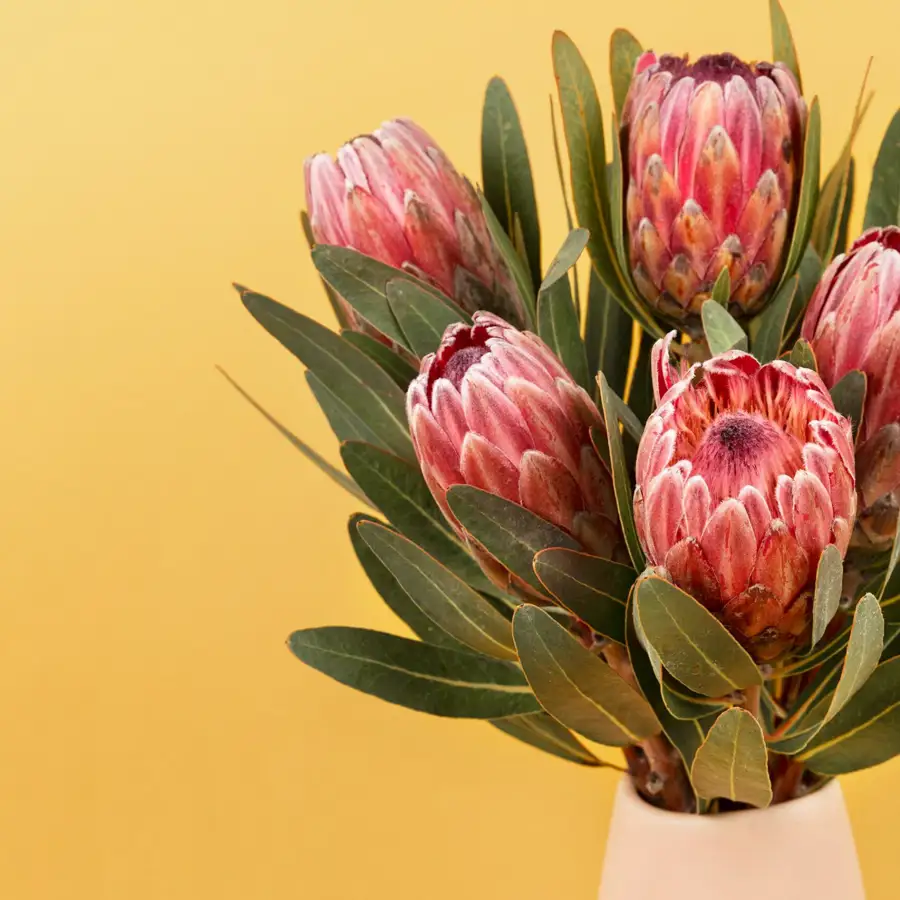 La protea es una flor cuya forma se asemeja a un alfiletero