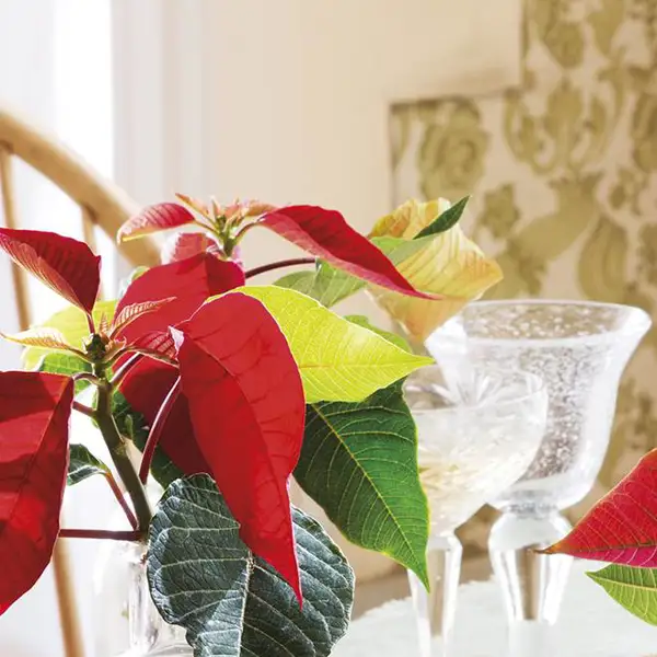 Ni abetos ni eucalipto: 9 plantas rojas para decorar la casa esta Navidad 2024 (pequeñas, sorprendentes y decorativas)