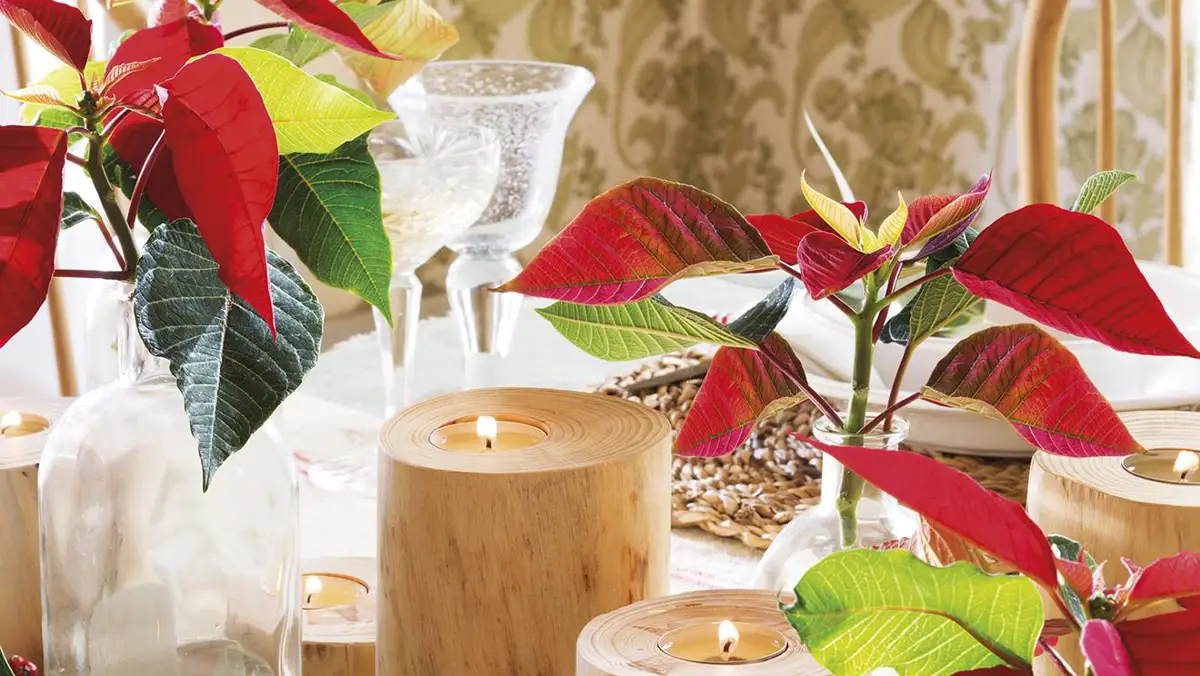 Ni abetos ni eucalipto: 9 plantas rojas para decorar la casa esta Navidad 2024 (pequeñas, sorprendentes y decorativas)