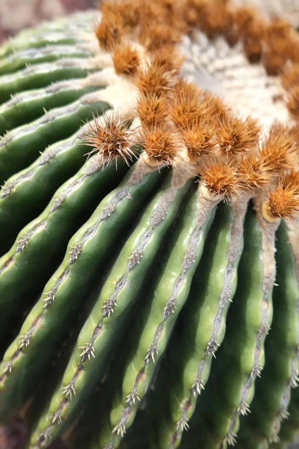 echinocactus grusonii planta exterior