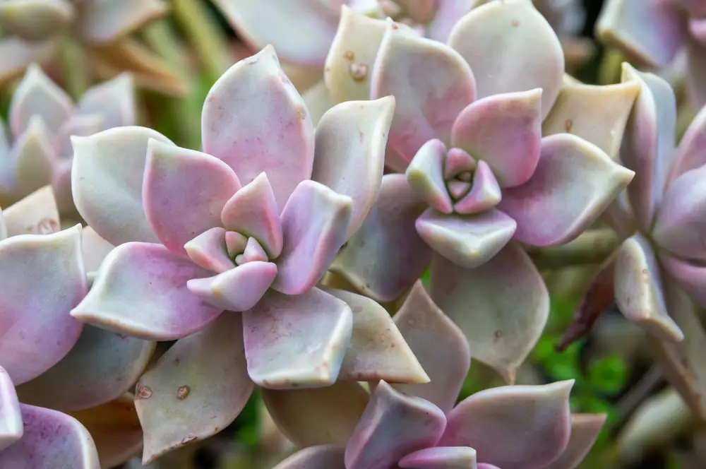 graptopetalum planta suculenta