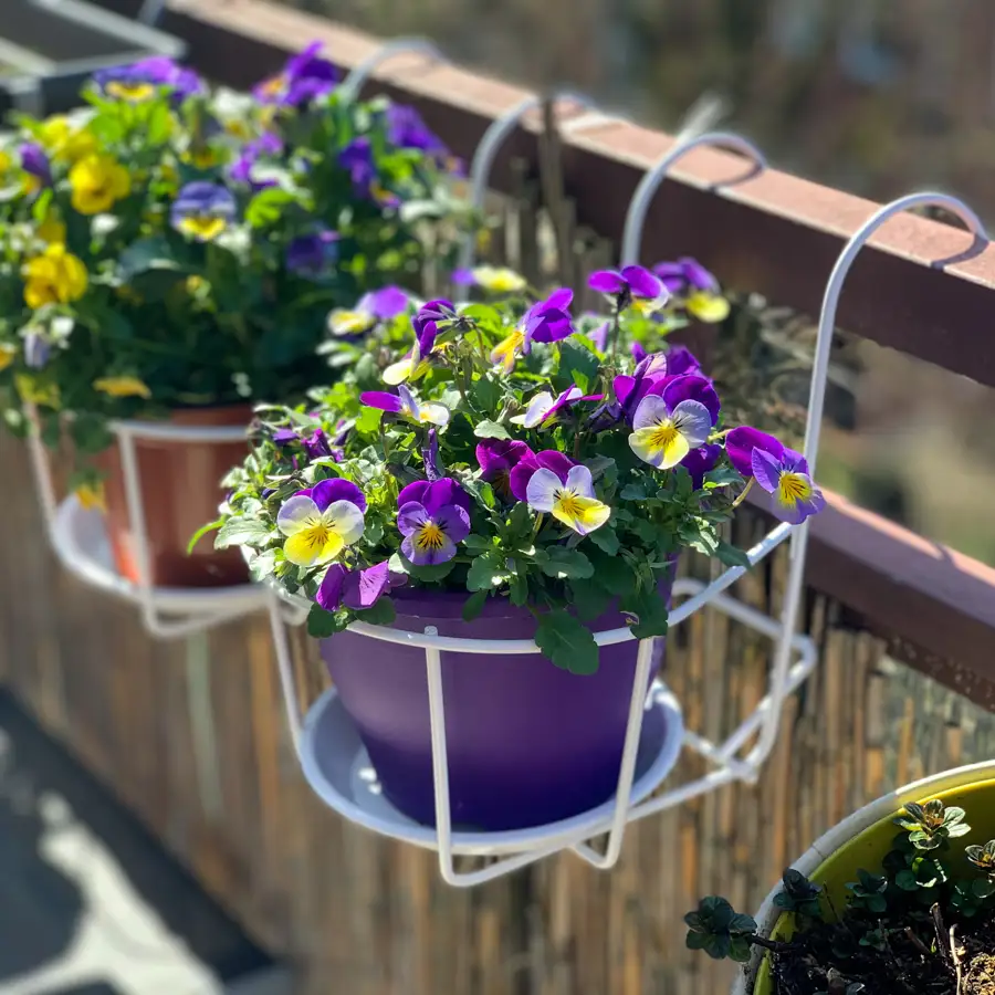 Estas plantas sacan sus coloridas flores en invierno para alegrarnos los días más grises del año