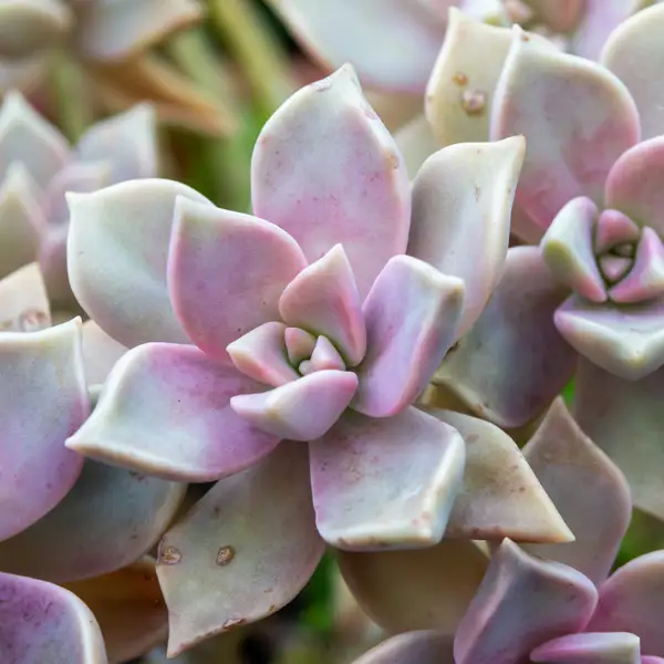 Graptopetalum paraguayense o planta de piedra: la suculenta de exterior apta para principiantes 