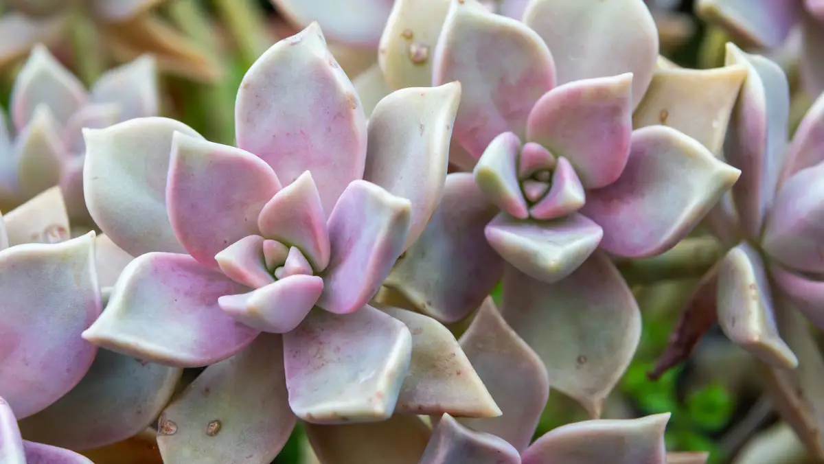 Graptopetalum paraguayense o planta de piedra: la suculenta de exterior apta para principiantes 