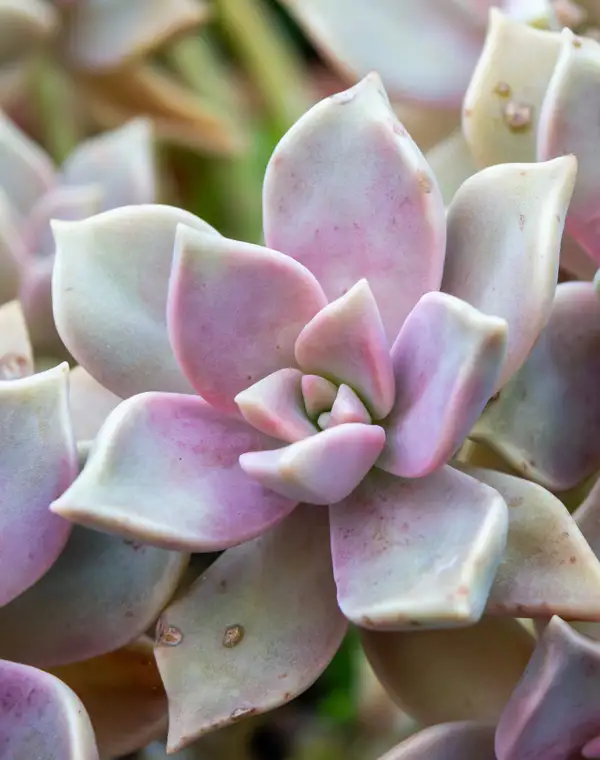 Graptopetalum paraguayense o planta de piedra: la suculenta de exterior apta para principiantes 